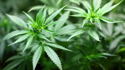 Izinkan Warganya Tanam Ganja di Rumah, Thailand Bagikan Gratis 1 Juta Pohon