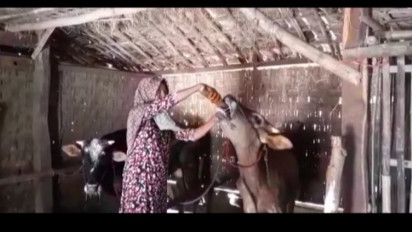 Cegah PMK Serang Sapi, Ini Ramuan Tradisional dari Madura