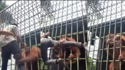 Viral Demi Konten, Akhirnya Pria Ditarik Orangutan Hingga Menjerit, Kini Klarifikasi Minta Maaf Bawa Orangtuanya