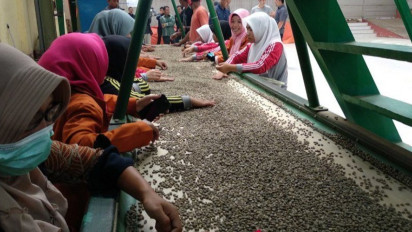Harga Kopi Gayo Melambung Tinggi, Tembus Rp 110 Ribu Per Kilogram