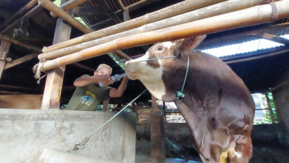 Ramuan Jamu untuk Membuat Sapi Sehat Mencapai 1 Ton dan Bebas PMK