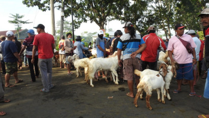 Penutupan Pasar Hewan Lumajang Diperpanjang, Ratusan Pedagang Kambing Tumpah Ruah dan Macetkan Jalan
