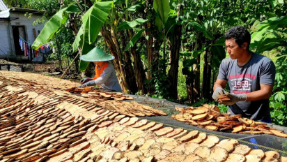 Harga Umbi Porang Anjlok, Petani di Madiun 'Merana'