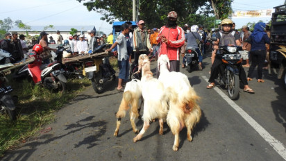 Pasar Hewan di Ponorogo Ditutup, Ratusan Pedagang Kambing Nekat Tetap Berjualan