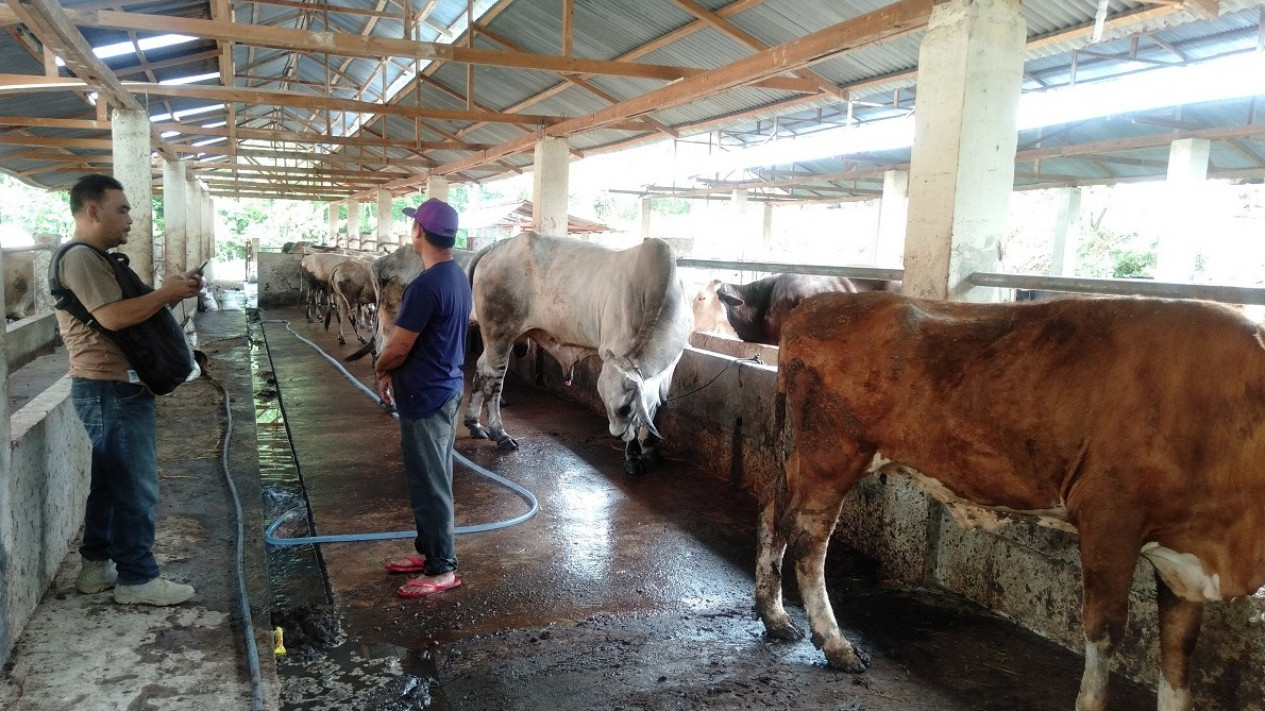 Cegah Penularan PMK, Peternak Sapi Lebih Ekstra dalam Pemeliharaan
            - galeri foto