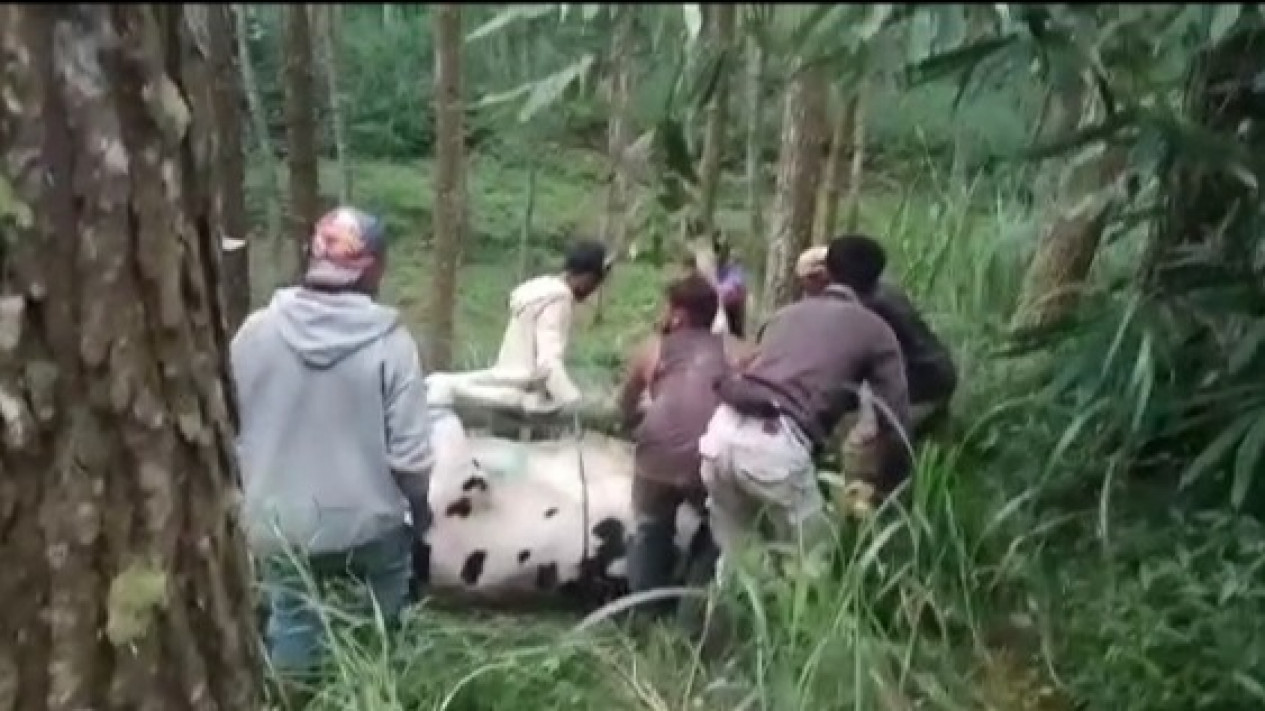 PMK Meluas, Belasan Ribu Sapi di Malang Terkonfirmasi Positif
            - galeri foto