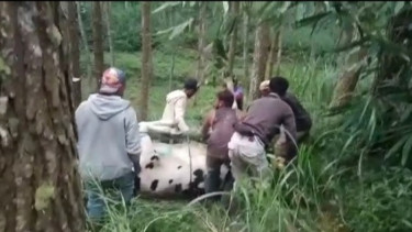 PMK Meluas, Belasan Ribu Sapi di Malang Terkonfirmasi Positif