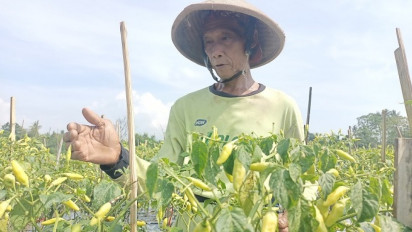 Harga Cabai Mahal, Kebun Cabai Jadi Incaran Pencuri, Petani Sleman Gelar Ronda Malam