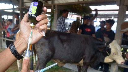 Cegah Penyebaran PMK, Kementan Vaksinasi Ternak Mulai Besok