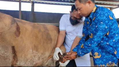 60 Lapak Hewan Kurban di Bandar Lampung Bebas Virus PMK