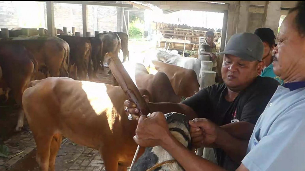 Jamu Tradisional Warisan Nenek Moyang Mampu Sembuhkan Sapi yang Menderita PMK
            - galeri foto