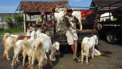 PMK masih Merebak, Penutupan Pasar Hewan Diperpanjang, Pedagang Kecewa