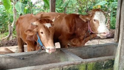 Jelang Idul Adha Penyakit Mulut dan Kuku Semakin Merebak, Kenali Ciri Hewan Ternak yang terdampak wabah PMK