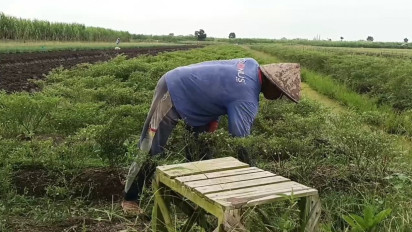Harga Cabai Melonjak, Petani di Pati Mengeluh