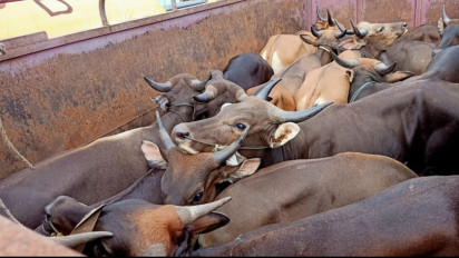 Terjangkit PMK Satu Desa di Bengkulu Diisolasi