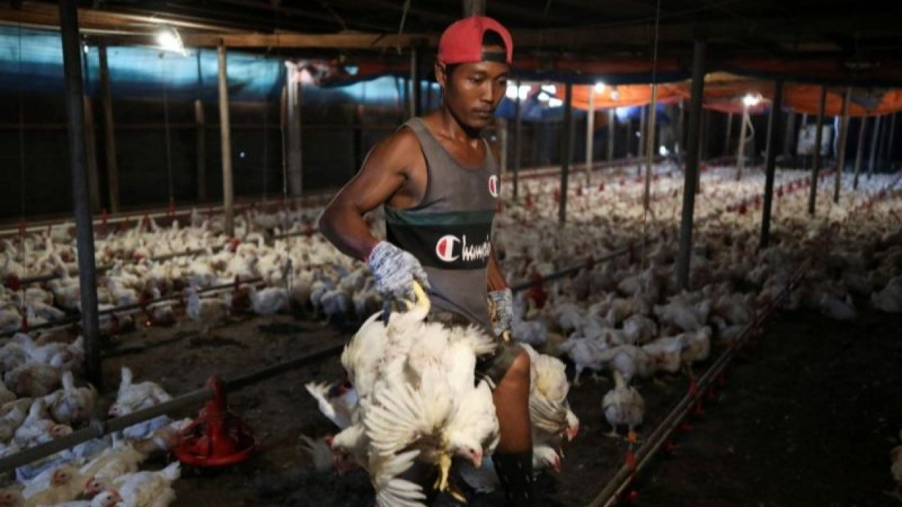 Malaysia Cabut Sebagian Larangan Ekspor Produk Ayam
            - galeri foto