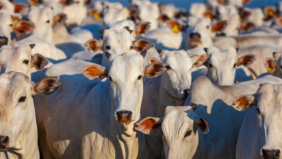 Pernularan Virus Penyakit Mulut dan Kuku Semakin Merebak, Perhatikan Penyebab Penularan Pada Hewan Ternak