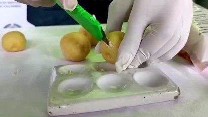 Polisi Anti Narkotika Kolombia Bongkar Penyelundupan 1.300 Kilogram Kokain Berbentuk Kentang dan Tanaman Umbi Yucca