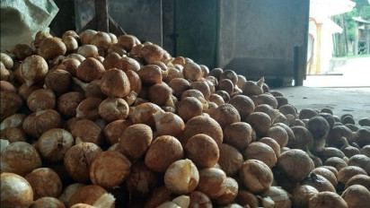 Buah Pinang Dulu Tak Berharga, Kini Jadi Primadona