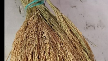 Ingin Diet ? Coba Beras Varietas Japanika yang Dikembangkan di Banyuwangi