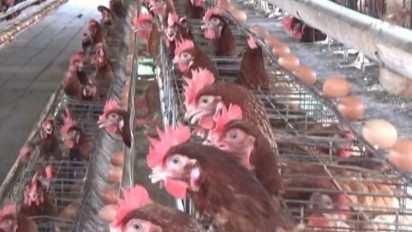 Peternak Ayam Petelur di Kotawaringin Barat Keluhkan Harga Pakan Terus Naik
