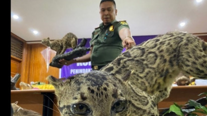 Puluhan Opsetan Satwa Langka dan Dilindungi Diamankan Tim Penegakan Hukum KLHK dan Polda Sumbar