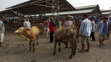 Imbas PMK, Transaksi di Pasar Hewan Siyono Gunung Kidul Anjlok