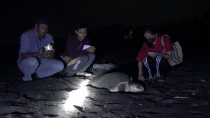 Momen Langka, Penyu Lekang Mendarat di Pesisir Barat Selat Bali