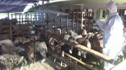 Dampak PMK, Distributor di Kotawaringin Barat Datangkan Ribuan Kambing dari Lampung Tengah