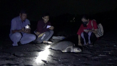 Wow! Seekor Penyu Berusia 30 Tahun Menetaskan 99 Telur di Pesisir Barat Selat Bali 