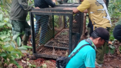 Harimau Pemangsa Sapi Masih Berkeliaran di Mukomuko, BKSDA Imbau Warga Hati-hati Beraktivitas