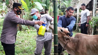 Sebanyak 1.024 Ternak Kerbau dan Sapi di Aceh Barat Terjangkit PMK