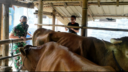 Jelang Idul Adha, Penularan PMK Makin Meluas di Pacitan