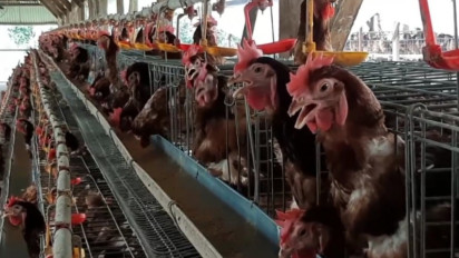 Harga Telur Makin Meroket. Peternak: Kami Masih Rugi, Harga Pakan Mahal