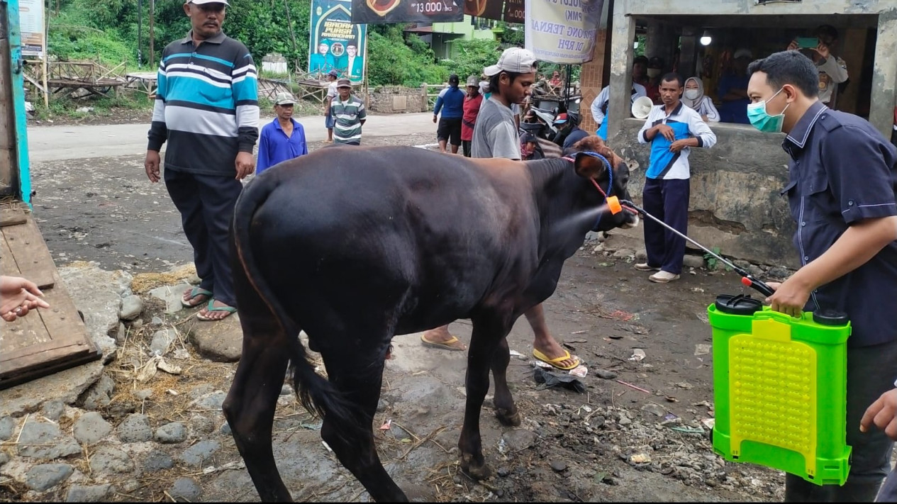 Wabah PMK di Kabupaten Probolinggo Makin Tinggi, 7 Ribu Lebih Ternak Terjangkit
            - galeri foto