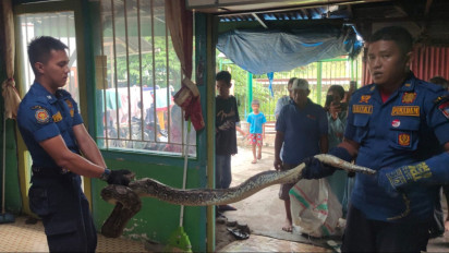 Mencekam! Ular Piton Sepanjang 3 Meter Masuk ke Rumah Warga di Kota Padang