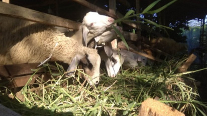 Harga Hewan Kurban Jelang Idul Adha 2022, Pedagang Keluhkan Tingginya dan Daya Beli Konsumen Turun