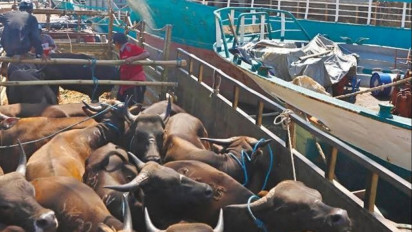 Cegah PMK Meluas, Polisi Awasi Peredaran Ternak Melalui Dermaga ‘Tikus’ di Jatim