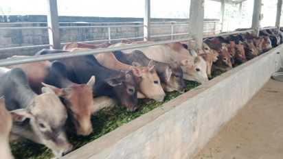 Cemas Mempengaruhi Penjualan, Pedagang Hewan Kurban di Binjai Antisipasi Penularan PMK