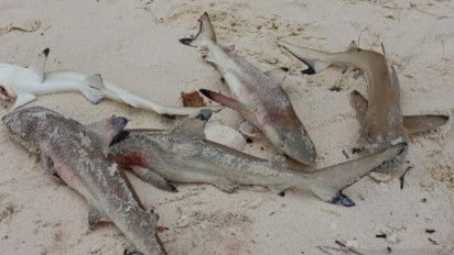 Penyelam Temukan Lima Anak Hiu Mati di Daerah Pesisir Raja Ampat