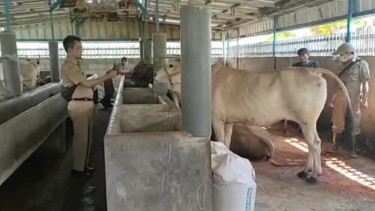 Jelang Idul Adha, Petugas Tes Kesehatan Ribuan Hewan Kurban di Cilacap