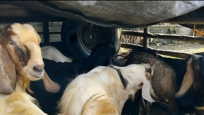 PMK Mewabah di Pacitan. Permintaan Kambing untuk Kurban Meningkat, Sapi Merosot