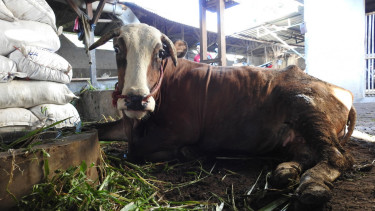 Jelang Idul Adha, Banyak Sapi di Lumajang Dijual Paksa Akibat Terjangkit PMK