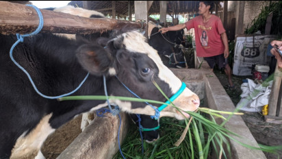 Wabah PMK Meluas, Peternak Sapi Perah di Pudak Ponorogo Desak Keringanan Angsuran Bank
