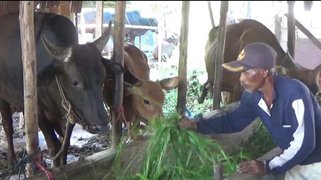 Pedagang Hewan Qurban di Sampit Rugi Puluhan Juta Rupiah Akibat PMK
            - galeri foto