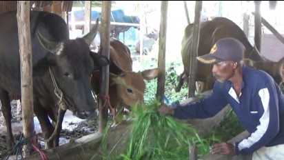 Pedagang Hewan Qurban di Sampit Rugi Puluhan Juta Rupiah Akibat PMK