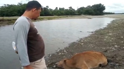 Wabah PMK Meluas, 800 Ekor Sapi Terjangkit di Nagan Raya