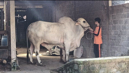 Sapi Ukuran Jumbo Milik Anak Yatim di Sleman Dipesan Presiden Jokowi untuk Kurban