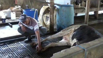 PMK Mengganas, Peternak Terpaksa Jual Sapi Lebih Murah, Koperasi Alami Rugi Besar Lantaran Produksi Susu Anjlok