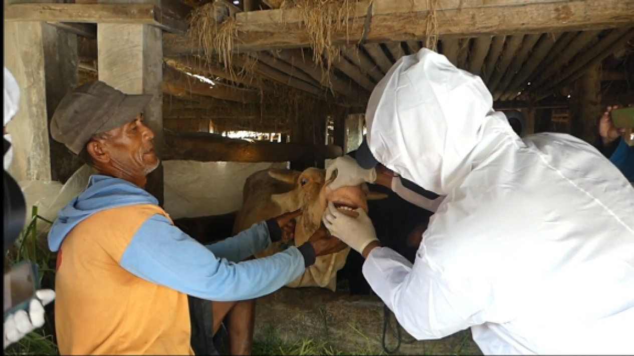 Sebanyak 40 Sapi PMK, Petugas di Sleman Suntikkan Vitamin ke Sapi
            - galeri foto